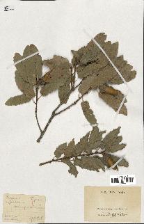 spécimen de Quercus infectoria
