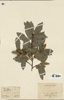 spécimen de Quercus infectoria