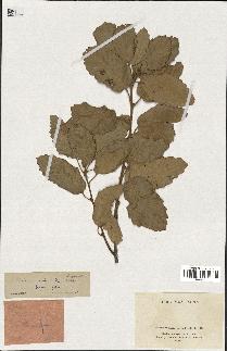 spécimen de Quercus infectoria