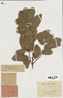 spécimen de Quercus infectoria