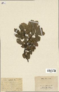 spécimen de Quercus infectoria