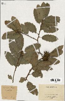 spécimen de Quercus infectoria