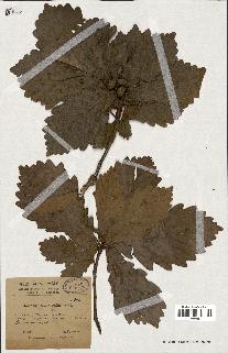spécimen de Quercus mongolica