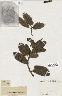 spécimen de Quercus ithaburensis