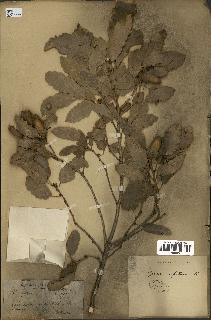 spécimen de Quercus infectoria
