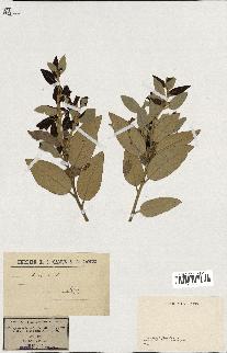 spécimen de Quercus ilex