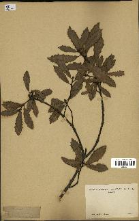 spécimen de Quercus infectoria
