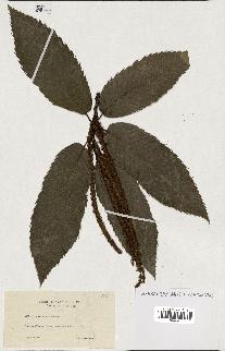 spécimen de Castanea sativa