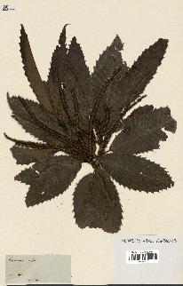 spécimen de Castanea vesca