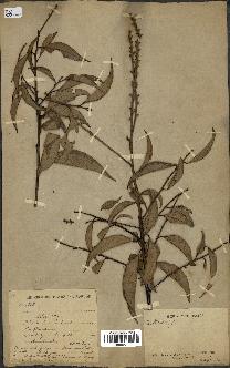 spécimen de Lithocarpus sp.