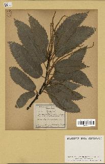 spécimen de Castanea sativa