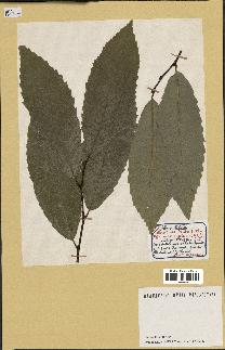 spécimen de Castanea sativa