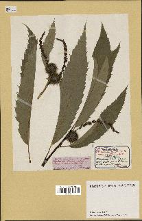 spécimen de Castanea sativa