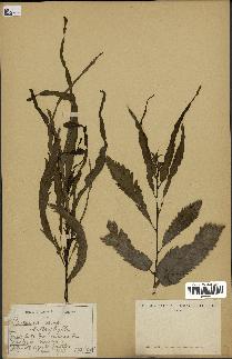 spécimen de Castanea vesca