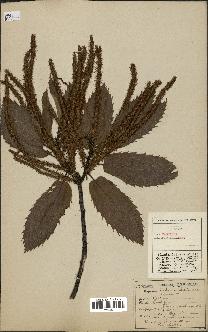 spécimen de Castanea sativa