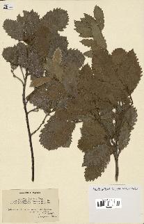 spécimen de Quercus faginea