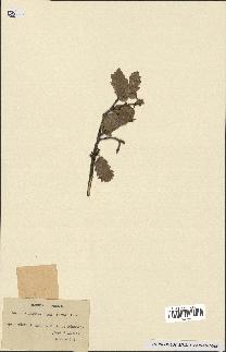 spécimen de Quercus faginea
