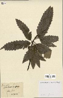 spécimen de Quercus afares