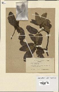 spécimen de Quercus castaneifolia