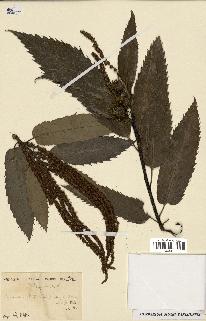 spécimen de Castanea sativa