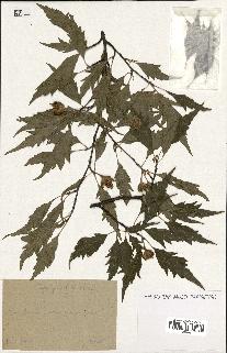 spécimen de Fagus grandifolia