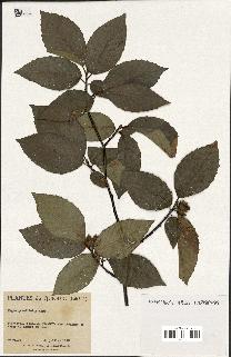 spécimen de Fagus grandifolia