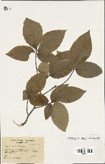 spécimen de Fagus grandifolia