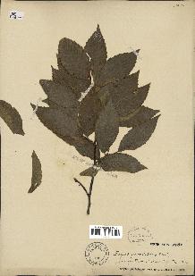 spécimen de Fagus grandifolia