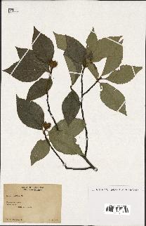 spécimen de Fagus grandifolia
