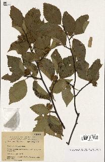 spécimen de Fagus grandifolia