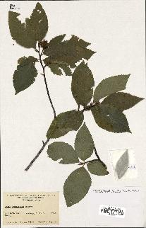 spécimen de Fagus grandifolia