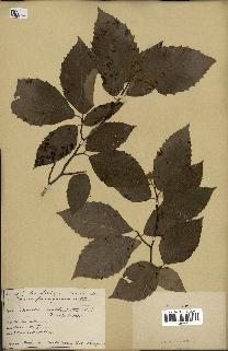 spécimen de Fagus grandifolia