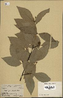 spécimen de Fagus grandifolia