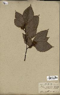 spécimen de Fagus grandifolia