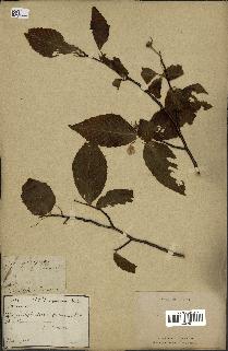 spécimen de Fagus grandifolia