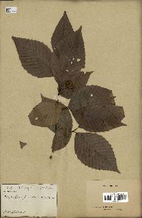 spécimen de Fagus grandifolia