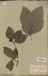 spécimen de Fagus grandifolia