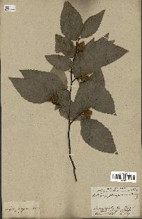 spécimen de Fagus grandifolia