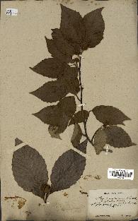 spécimen de Fagus grandifolia