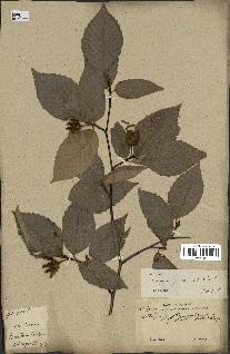 spécimen de Fagus grandifolia