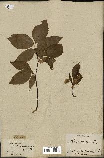 spécimen de Fagus grandifolia