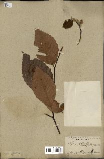 spécimen de Fagus grandifolia