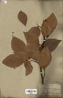spécimen de Fagus grandifolia
