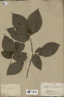 spécimen de Fagus grandifolia