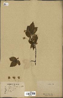 spécimen de Fagus grandifolia