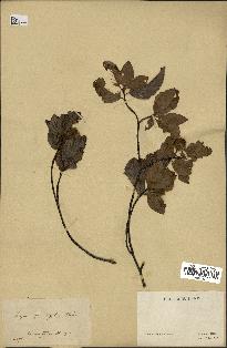 spécimen de Fagus grandifolia