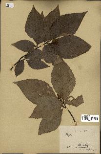 spécimen de Fagus grandifolia