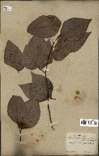 spécimen de Fagus grandifolia
