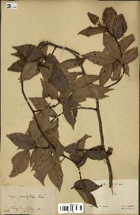 spécimen de Fagus grandifolia