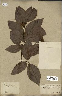 spécimen de Fagus grandifolia